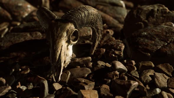 Ram Skull on Desert Rocks