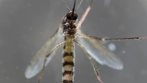 Mosquito Analysis  alt