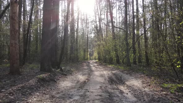 Aerial View of the Road Inside the Forest