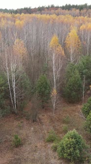 Vertical Video Forest in Autumn Aerial View Slow Motion