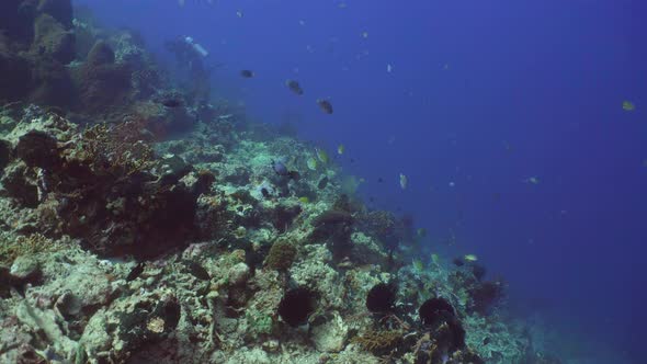 Coral Reef and Tropical Fish. Bali,Indonesia