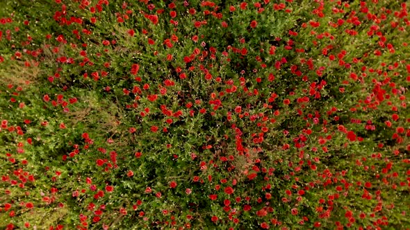  Drone Footage of Flight Over Red Field of Poppies