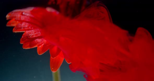 Red Ink Is Dropping Down on a Flower Under Water, Waves of Color, 