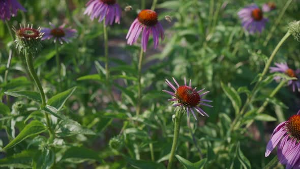 Echinacea flowers blooming at a medicinal herb garden.
