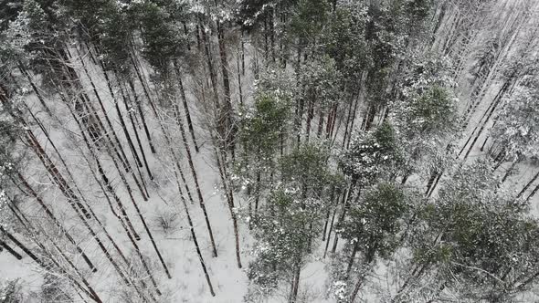 Aerial view of the trees in snowy forest.