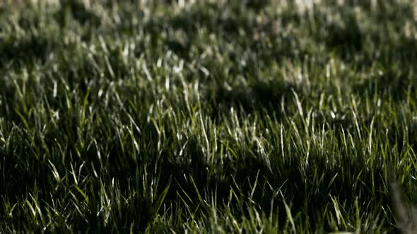 Soft Defocused Spring Background with a Lush Green Grass