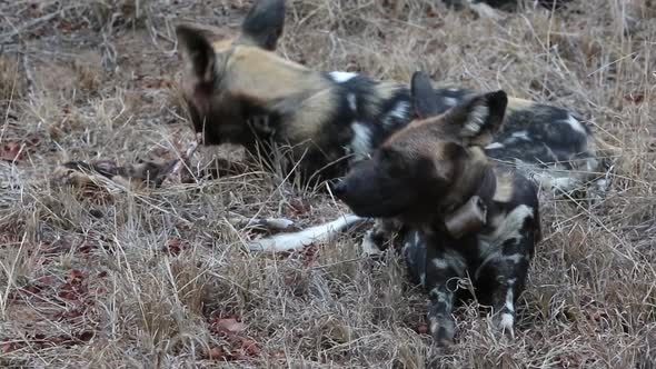 African Wild Dogs Chewing the Carcass of a Young antelope (Steenbuck)