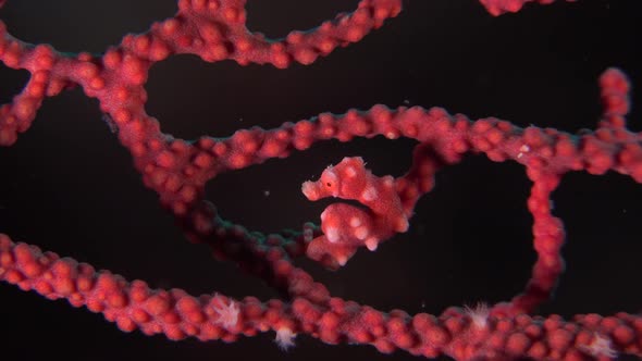Pygmy Seahorse denise. A Denise pygmy seahorse turning inside red sea fan.