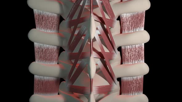 Lumbar Spine alt