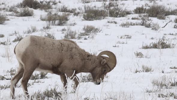 Bighorn grazing in the snow as it digs in winter