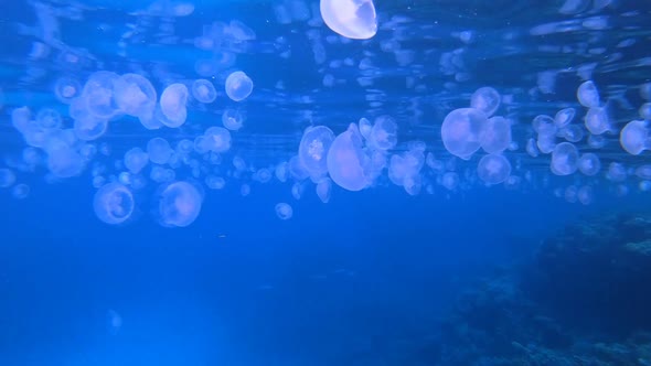 Underwater Blue Jellyfish