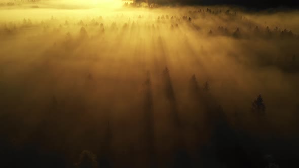 Flying over a foggy autumn forest