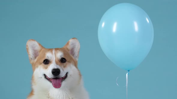 Portrait of a Welsh Corgi Pembroke with His Tongue Sticking Out Next to a Balloon