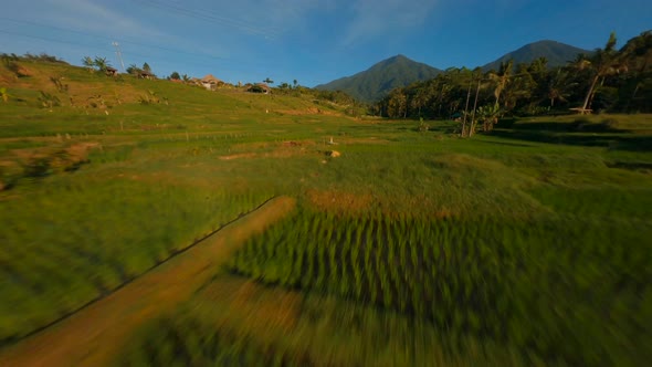 FPV Drone view over tropical nature rice fields