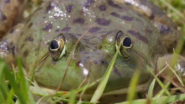 Closeup shot of bull frog