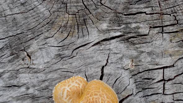 A Mushroom growing out of a tree.