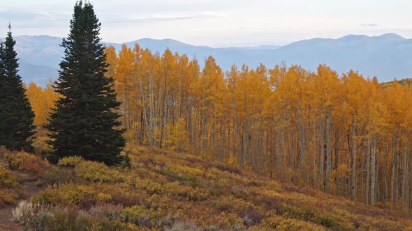 Panning view of Fall color in aspen tree forest at Wasatch Mountain