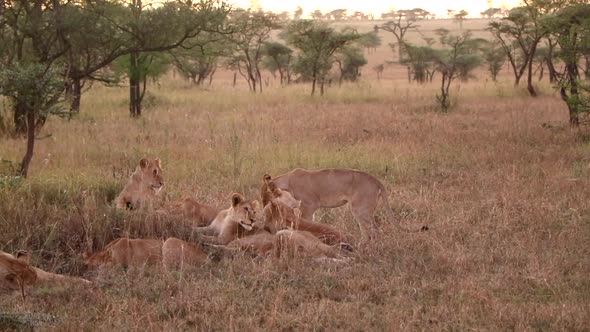 A Pride of Lionesses Relaxing in the Plains of the Serengeti in Africa