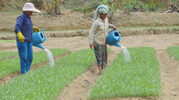 Asian Women Watering Vegetable