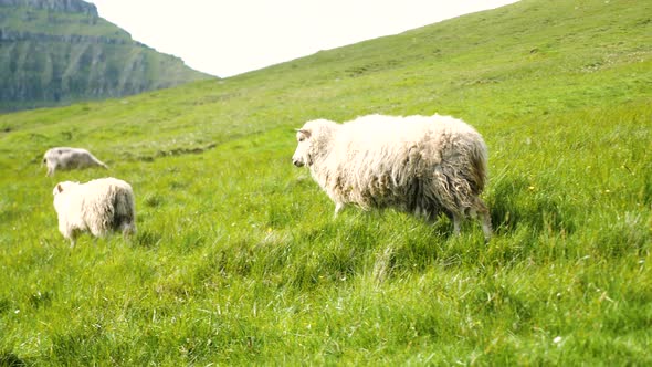 Faroese Sheep Graze on the Green Hills of Kalsoy Island