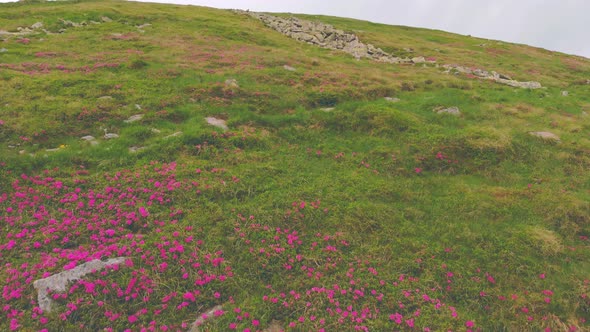 Wild flowers and hiking trail in the Carpathian mountains