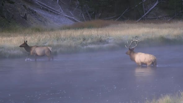 Bull and cow elk crossing water on cold foggy morning