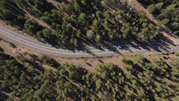 Vehicle Drive On Asphalt Road Crossing A Huge Pine Forest On A Sunny Summer Day