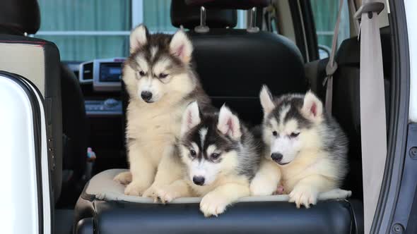 Siberian Husky Puppies Sitting In The Car