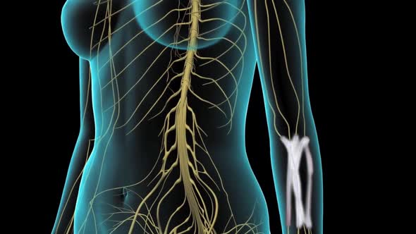 Pain and nerves in thehand alt