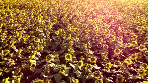 Aerial Drone View Flight Over Ver Field with Ripe Sunflower Heads