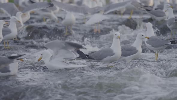 Flock of Seagulls Hunting Fish on a River