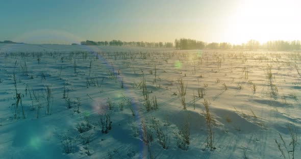 Aerial Drone View of Cold Winter Landscape with Arctic Field Trees Covered with Frost Snow and