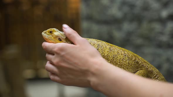 Zoo Keeper, Mistress Stroking Iguana with Her Hand. Close-up