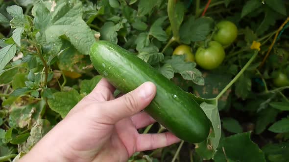 Cucumber is an indispensable vegetable for breakfast.Natural cucumber and breakfast,	