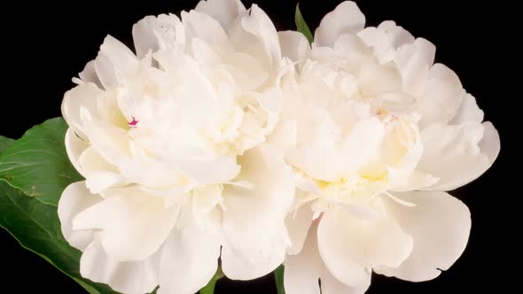 Time Lapse of Opening Two Beautiful White Peony Flowers