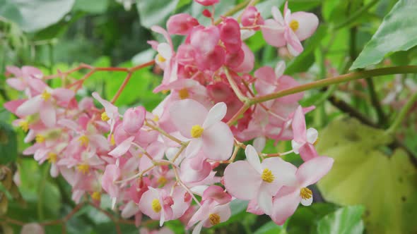 Pink Begonia flowers growing in Hawaii