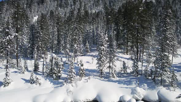 Pine Forest Under Snow in Winter