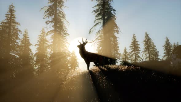 Deer Male in Forest at Sunset