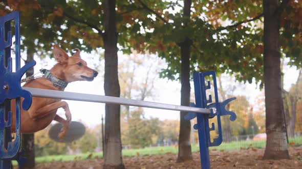 Mixed Breed Dog Jumps Over Agility Hurdle 