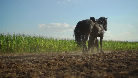 Man Walks with a Horse in the Field