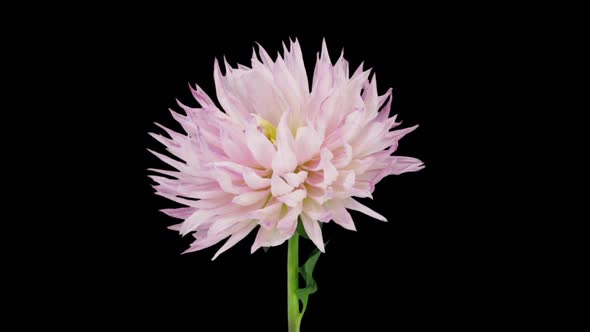 Time-lapse of dying pink dahlia flower