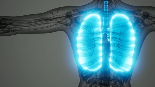 Human Lungs Radiology Exam alt