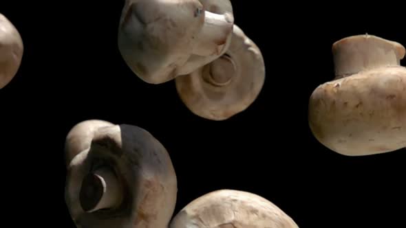 Champignon Mushrooms Falling Down on the Black Background in Super Slow Motion