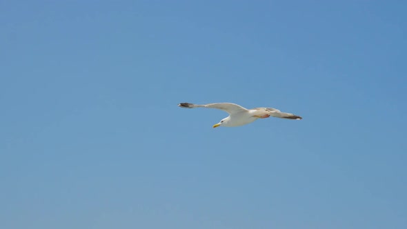 Seagull Gliding in Blue Sky. Travel Trends. Two Seagulls Soaring in Blue Sky. Soaring Seagull in the