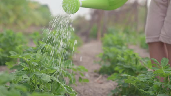 Asian little child boy preschool growing to learn watering the plant tree outside