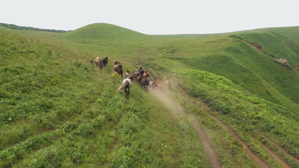 Wild Horses Graze In The Wild 002