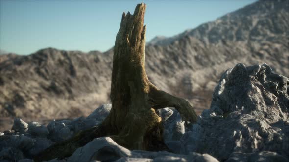 Dead Pine Tree at Granite Rock at Sunset