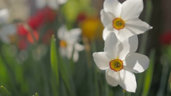 Colorful garden with Narcissus poeticus flower pair slow moving on the wind 4K 2160p UltraHD footage