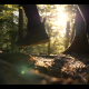 Forest trail run - VideoHive Item for Sale