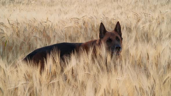 German Shepherd Dog Walks in Barley Field Through Golden Spikelets on Sunset. Animal Plays Lifestyle